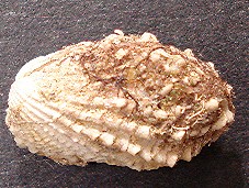 Cardita calyculata